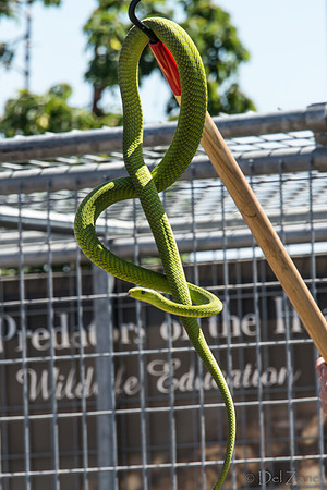 07-20 Snakes--9