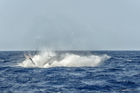 01-28 Whales TIFFS-2-5
