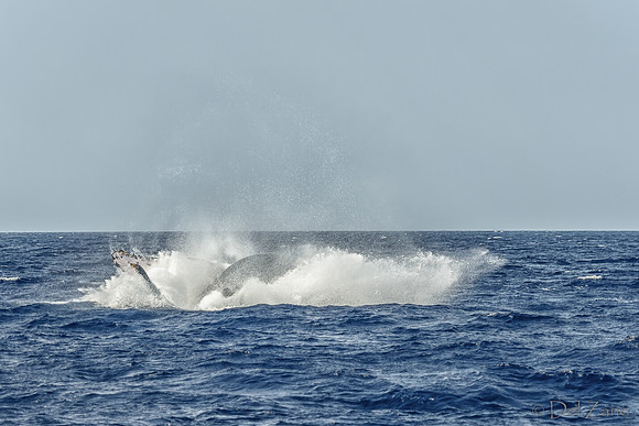 01-28 Whales TIFFS-2-5