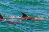 Bay of Islands NZ--17