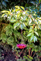 08-17 Shadra Garden 2015 TIFFs--11