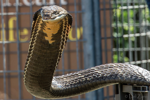 07-20 Snakes--21