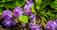 Early Garden Bloomers--5