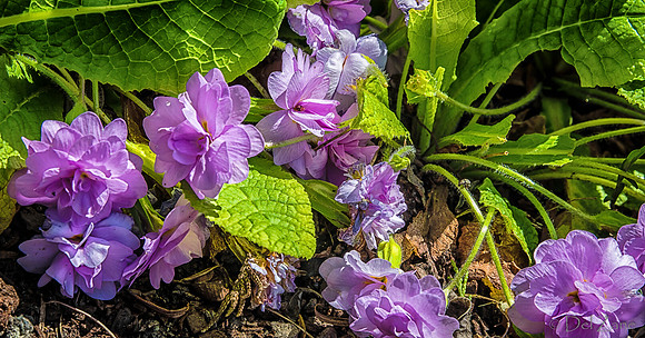 Early Garden Bloomers--5