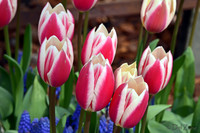 04-02 Tulip Town Redux TIFFs-41