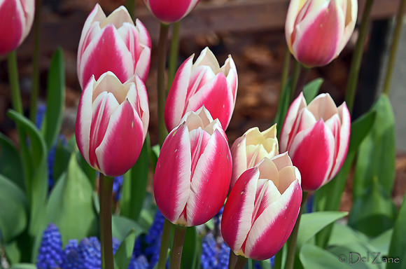 04-02 Tulip Town Redux TIFFs-41
