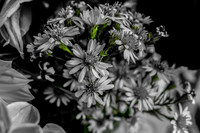 09-19 Colorized Bouquet Bokeh-0308