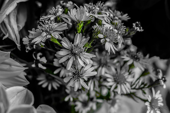 09-19 Colorized Bouquet Bokeh-0308