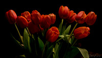03-10 Night Time Tulips-