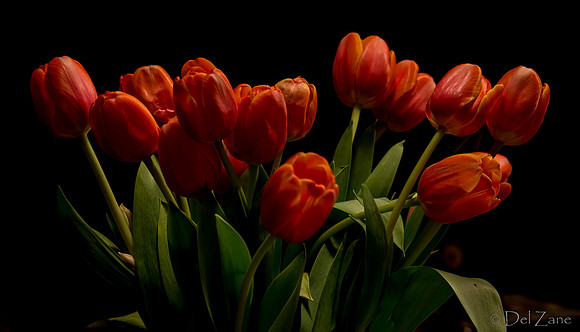 03-10 Night Time Tulips-