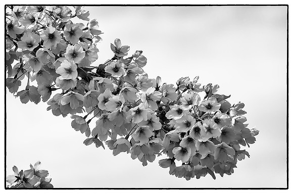 Early Spring Blooms-17