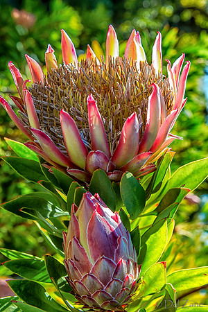 01-23 Kula Botanical Gardens TIFFs--17
