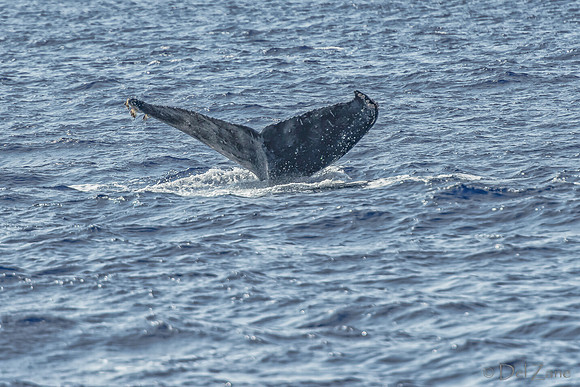 01-28 Whales TIFFS--42
