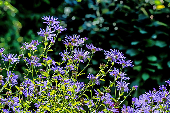 09-12 Shadra's Fall Garden Stroll--10