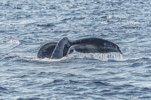 01-28 Whales TIFFS--48