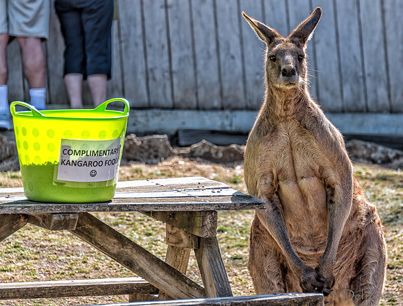 Bonorong Animals--4