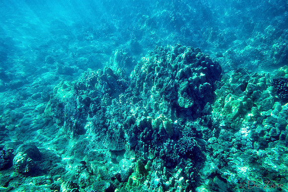 01-18 Makena Underwater TIFFs--8