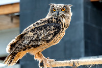 07-20 Owl--7