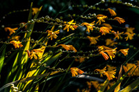 09-12 Shadra's Fall Garden Stroll--12
