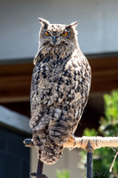 07-20 Owl--9
