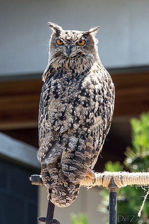 07-20 Owl--9