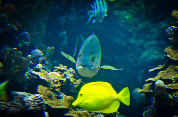 DSC_6327