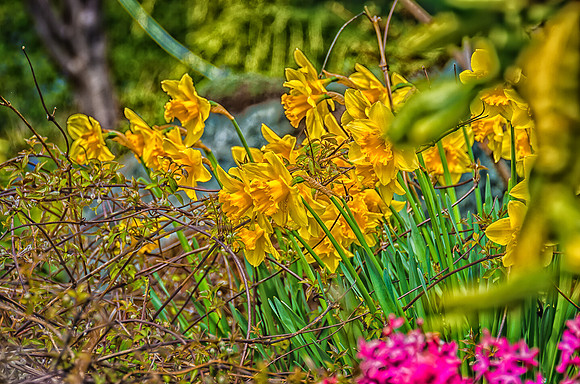 Early Spring Blooms-44