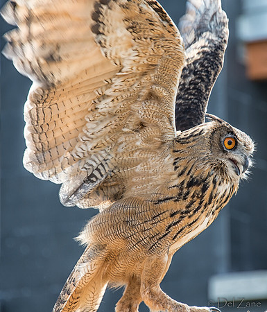 07-20 Owl-