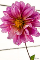09-17 Cannas and Dahlias-16