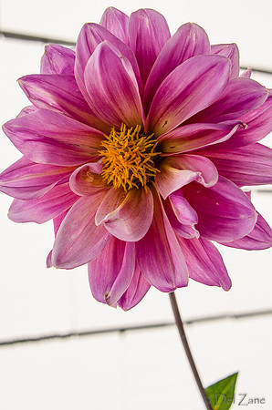 09-17 Cannas and Dahlias-16