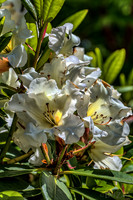 Mother's Day Garden Walk--14