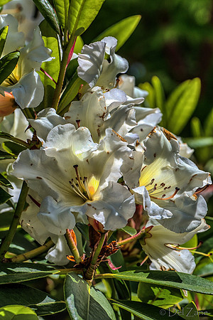 Mother's Day Garden Walk--14