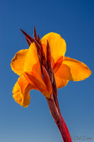 09-17 Cannas and Dahlias-3