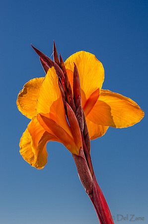 09-17 Cannas and Dahlias-3