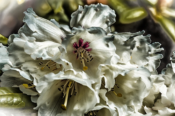 Early Spring Blooms-34