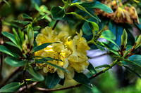 Mother's Day Garden Walk--5