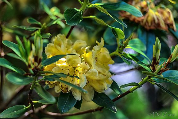 Mother's Day Garden Walk--5