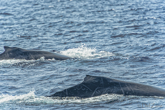 01-28 Whales TIFFS--41
