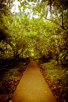 Iao Valley State Park-4
