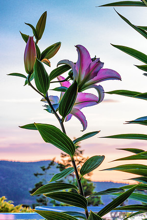 07-22 Lillies Tiffs--2