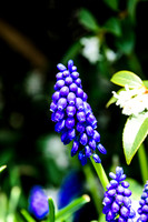 Early Spring Blooms-4