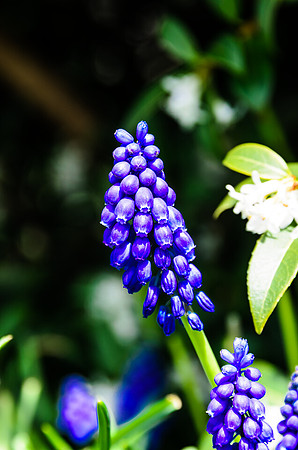 Early Spring Blooms-4