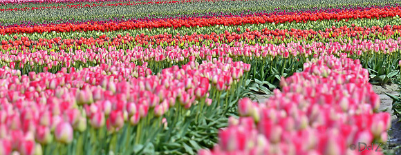 04-02 Tulip Town Redux TIFFs-2-33