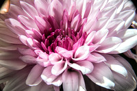 05-03 Macro All 28-300mm D600 Bouquet--17