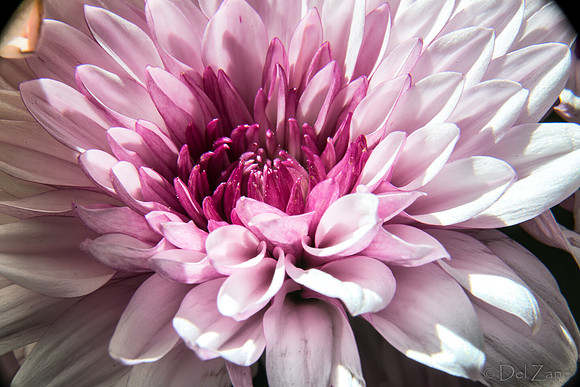 05-03 Macro All 28-300mm D600 Bouquet--17