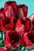 Sunshine Tulips--3