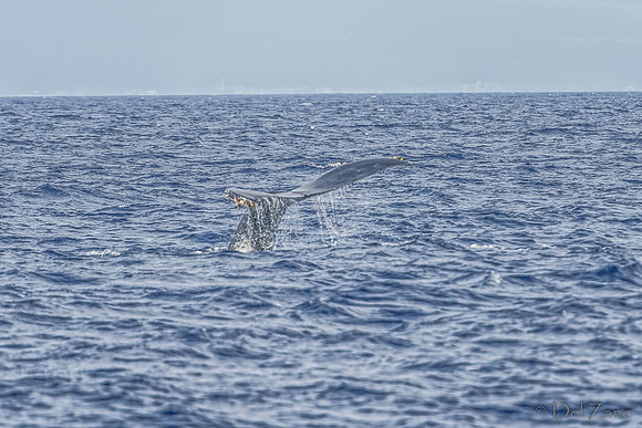 01-28 Whales TIFFS--53