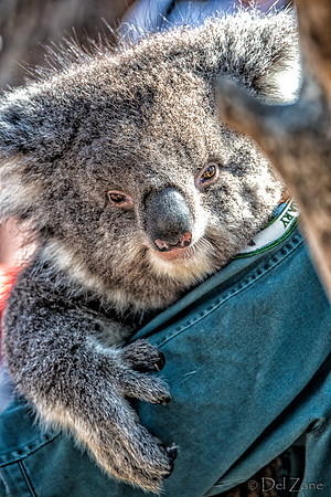 Bonorong Animals--16