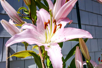 07-21 Lillies TIFFs--2