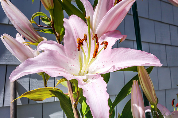 07-21 Lillies TIFFs--2